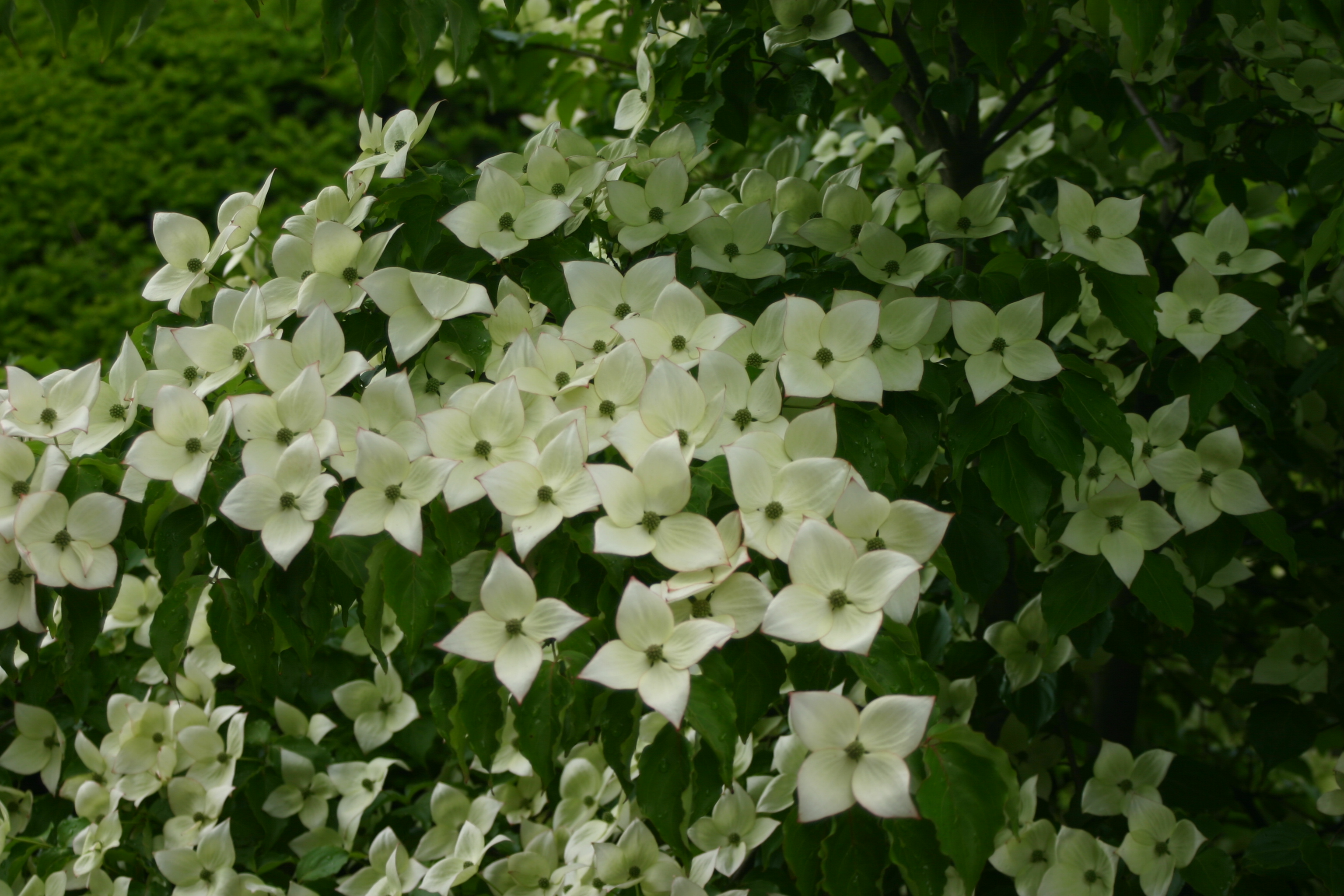 Chinese Dogwood
